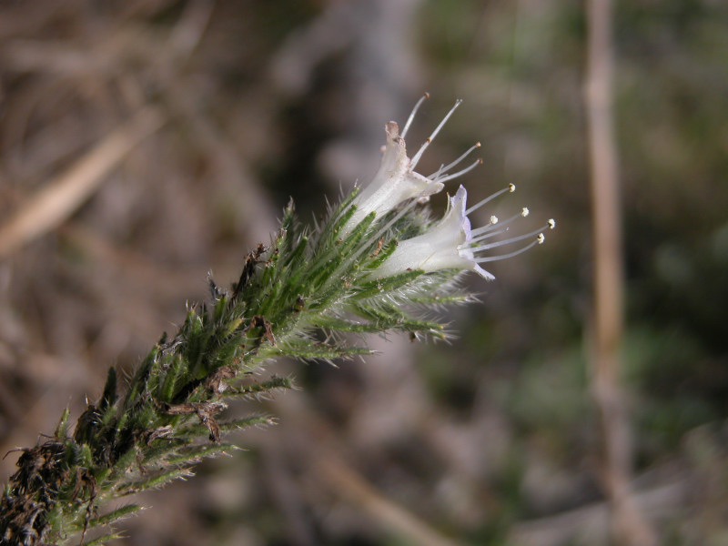 Echium italicum